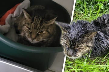 Völlig durchnässt und verletzt: Wer kennt diese Katze?