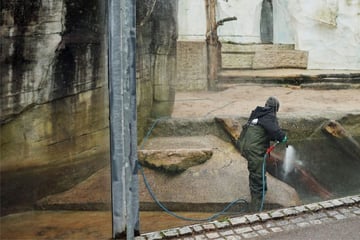 Randale im Zoo Karlsruhe: Affen, Seelöwen und Pinguine nach Müll-Attacke unter Beobachtung