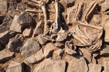 Glocken, Skelett, Pflaumen: Archäologen erforschen ehemaliges Kloster