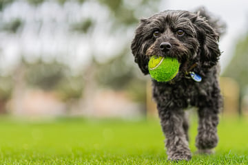 How to teach a dog to fetch: Everything you need to know