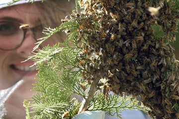 Berlin: In diesem Bezirk hat eine Bienenkönigin den fettesten Schwarm