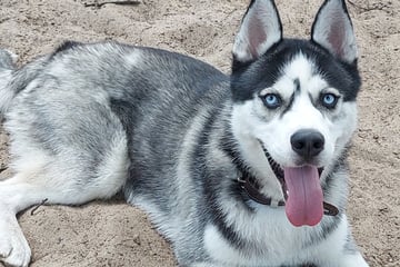 Von seiner Halterin zurückgelassen: Husky Leo hofft auf Menschen, die sein Leben verändern