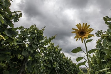 NRW-Wetter bleibt trist: Viel Regen, starker Wind und nur selten Sonne