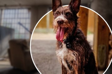 Schwangere Hündin aus Tierhortung gerettet: Findet Grace jetzt ihr Glück?