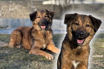Hund passiert Fehler: Bekommt Leo eine zweite Chance?