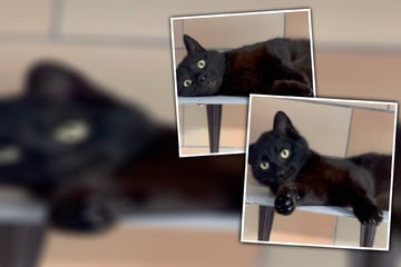 Herzlos im Wald ausgesetzt: Freundliche Schmusekatze will liebevolles Zuhause finden