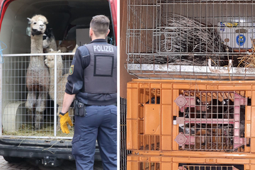 Ein halber Zoo im Kastenwagen: So gering fällt die Strafe für Tierschmuggler aus!