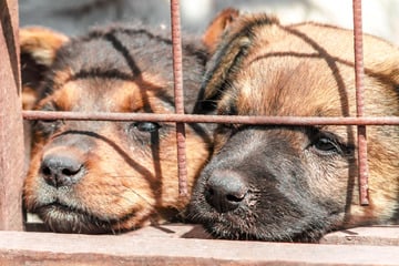 Weiterer "Animal Hoarding"-Fall in Mansfeld: 130 Hunde aus "katastrophalen Umständen" befreit