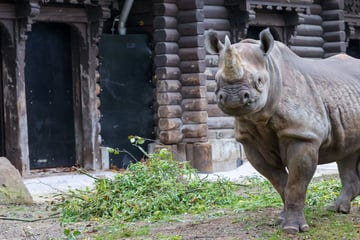 Kölner Zoo mächtig stolz: Mit diesem neuen Bewohner hat der Tierpark Großes vor!