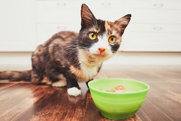 Giftig für Katzen: Diese Lebensmittel sollten nicht im Napf landen!