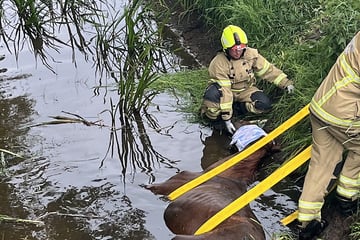 Pferd in Not: Einsatzkräfte eilen mit Spezialausrüstung zur Rettung