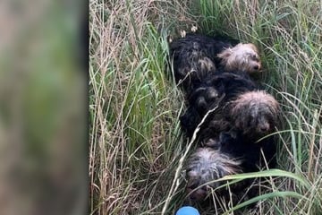 Vier Terrier an Bundesstraße ausgesetzt - einer muss sein Leben lassen