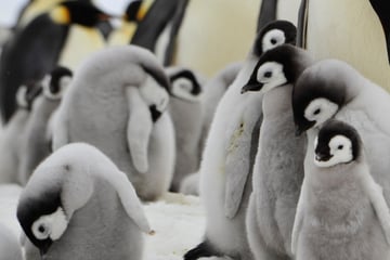 Thousands of penguin chicks die as climate change reduces sea ice
