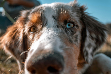 Why do dogs sniff your crotch and private areas?