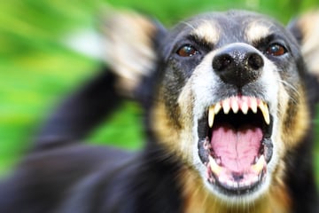 Zwei Hunde kämpfen, Mann (82) greift ein und wird schwer verletzt