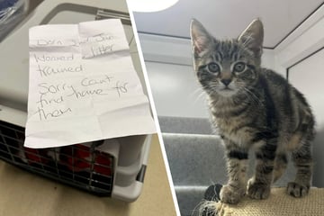 Kätzchen in Park ausgesetzt: Besitzer hinterlässt traurige Notiz