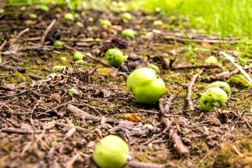 Warum fallen Früchte zu früh? Das steckt hinter dem Junifall beim Apfelbaum