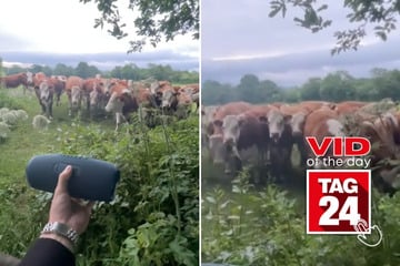 Viral Video of the Day for June 18, 2025: Man lures cows with help of jazz music!