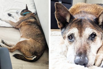 Happy End für Dieter: Berlins Hunde-Opa darf noch einmal glücklich sein