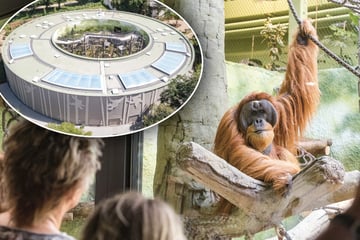 Teures Orang-Utan-Haus und Bauverzug: Dresdner Zoo erhöht Preise