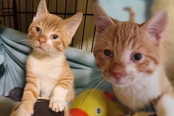 Chronisch krank, aber lebensfroh: Kleiner Kämpfer sucht ein liebevolles Zuhause