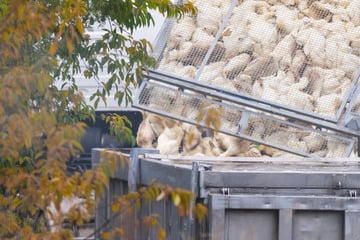 Vogelgrippe in Sachsen-Anhalt: Mastbetrieb muss 66.000 Enten töten