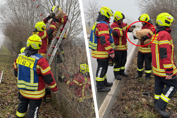 Zugverkehr lahmgelegt: Feuerwehr rettet verletztes Tier