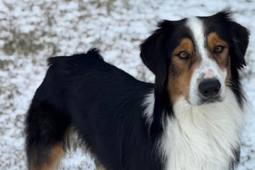 Frauen retten ausgesetzten Hund: Als sie Mikrochip prüfen, bricht ihnen das Herz