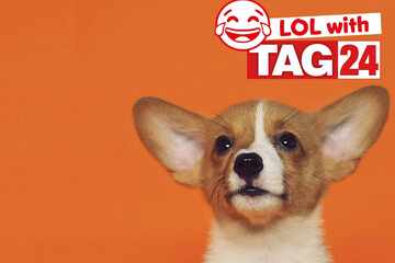 Joke of the Night for January 18, 2026: A puppy funny