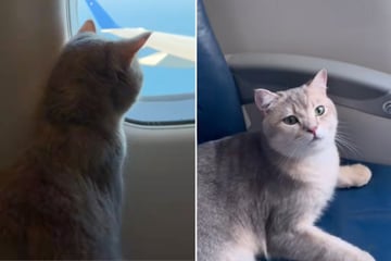 Cat traveling on airplane wows fellow passengers with good behavior!