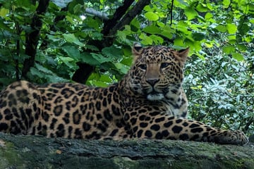 Unheilbarer Krebs! Tierpark Hagenbeck trauert um Jung-Leoparden