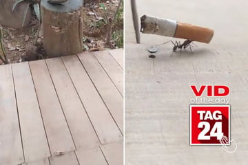 Viral Video of the Day for November 24, 2024: "Stressed" ant caught carrying cigarette on back