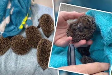 Small need!  Five little hedgehog babies end up in the animal shelter