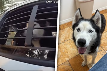 Nach sieben Jahren der Ungewissheit: Vermisster Hund kehrt nach Hause zurück