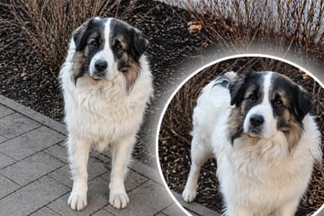 Bäriger Hund hofft auf Happy End: Wer gibt Rudi eine Chance?