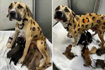 Rescuers are horrified to see the condition of neglected mama dog
