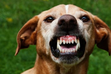 Hoftor defekt: Hunde gehen auf Kind (8) los, Zeugen zeigen Courage