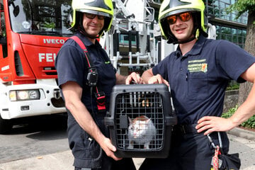 Katze auf dem Baum: Wann muss die Feuerwehr Tiere wirklich retten?