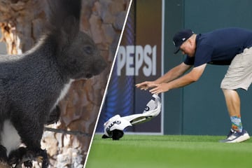 Eichhörnchen crasht Baseball-Spiel: Minutenlange Jagd sorgt für witzige Szenen
