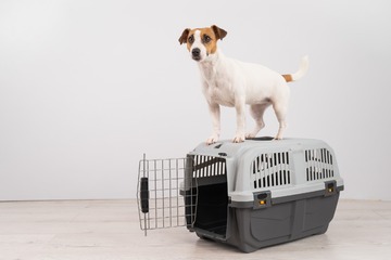 Hundetransportbox für Auto, Flugzeug und Co. - Finde die beste Transportbox für Deinen Hund