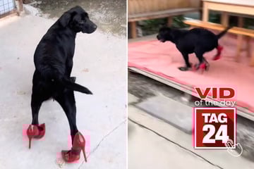 Viral Video of the Day for September 3, 2025: Dog struts backyard runway in high heels