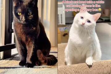 White and black cats produce uncanny-looking baby: "Looks like he's got spilled milk on him!"
