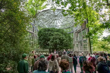 Dresden: Schloss Pillnitz: Berühmte Kamelie atmet wieder Frischluft