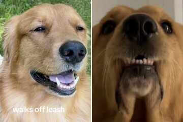 Cheeky "pros and cons" list for Golden Retriever has TikTok users in stitches