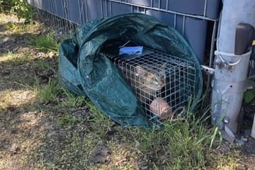 Wer macht so was? Tierschützer sind fassungslos nach überraschendem Fund