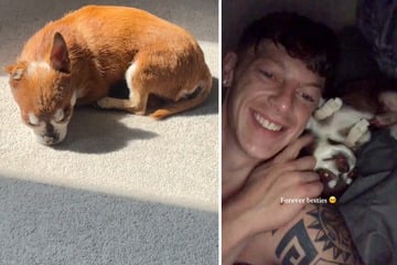 Frau legt Hund Mantel von verstorbenen Besitzer hin: Seine Reaktion bricht allen das Herz