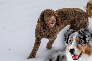 Geht es noch süßer als der Nachwuchs von Australian Shepherd und Pudel?