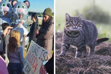 Kinder sollen bei Wettbewerb Katzen töten: Tierschützer gehen auf die Barrikaden