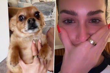 Frauchen verreist ohne Chihuahua: Was sie später im Koffer findet, rührt sie zu Tränen