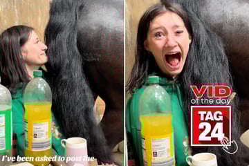 Viral Video of the Day for August 31, 2025: Hilarious horse fart has TikTokers in tears of laughter